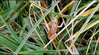 It Is Wednesday My Dudes || tiny Frog