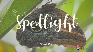 Butterfly Spotlight: Giant Owl