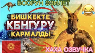 БИШКЕКТЕ КЕНГУРУ КАРМАЛДЫ 😅🔥(ХАХА КЫРГЫЗЧА ОЗВУЧКА )