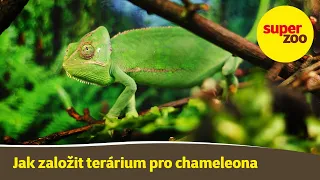 15. díl: Jak založit terárium pro chameleona | Škola Super zoo