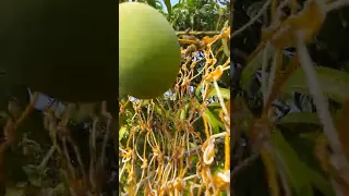 Harvesting Of Alphonso Mangoes/ हापूस आंब्याची काढणी