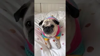 Random sounds my PUG can imitate 😂🚪🏍️🎈 #pug #dog #funny #shorts