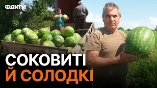 На заміну херсонським: НЕЙМОВІРНИЙ врожай кавунів НА ЗАКАРПАТТІ