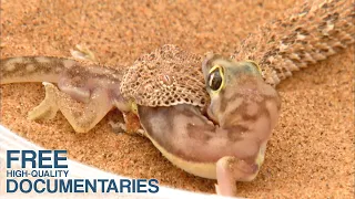 Adapting the Way of Life to one of the most inhospitable Areas in the World - The Namib