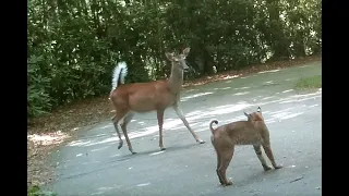 Deer vs Bobcat Jun 19, 2021