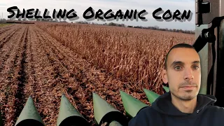 Shelling Organic Corn 2023