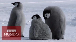 Robots disfrazados de pingüinos para saber más sobre estas aves - BBC Mundo