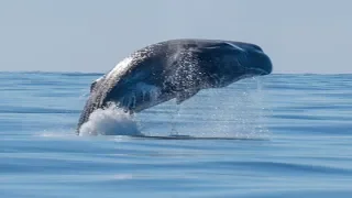 BREACHING Sperm whale + common dolphins | Azores Futurismo