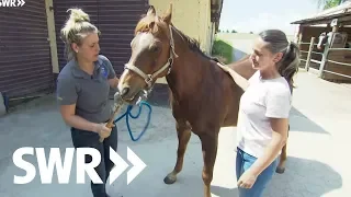 Eine Katze, ein Westernpferd und vier Küken | SWR Tierarztgeschichten