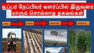 Organic Super Napier from planting to harvesting | Zero budget organic maintenance of Super Napier