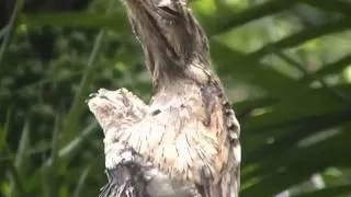 Pájaro maravilloso- Nyctibius Urutaú - Potoo - Wonderfull Bird HD