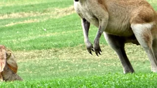 Frill-necked Lizard and Red-Necked Wallaby Meet