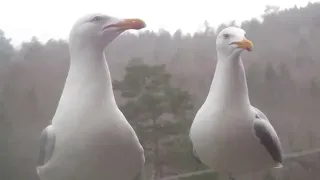 Gus the Seagull&Wife Singing for WAFFLES! 😎