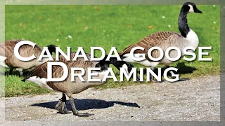 Canada Goose Dreaming - Scott Alexander King