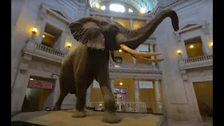 Artifacts and Fossils at Smithsonian Natural History Museum 3D 180 VR