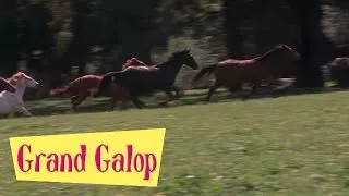 Grand Galop 209 - Changement au Pin creux | HD | Épisode Complet