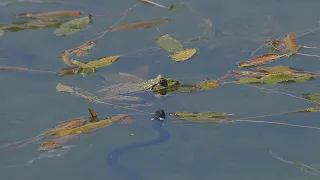 Grass snakes encounters with frogs / Begegnungen von Ringelnattern mit Fröschen