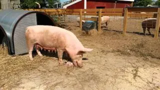 Graphic Pig eats baby pig