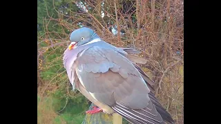 Pigeon sat on the fence.