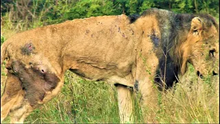 LAST MOMENT OF A MALE LIONS LIFE! Lubeylubey Lion Has His Last Moments! Kruger National Park!#lion