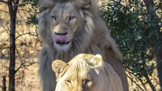 10 Hungry Lion mates With Lioness 100 Times A Day