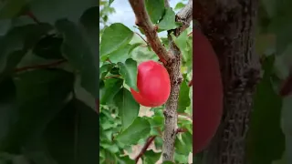 Двохрічні саджанці абрикоса сорт Пріція з сигнальними плодами, 23 червня.