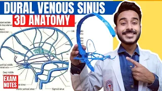 Dural Venous Sinuses Anatomy 3D | venous sinuses of brain | anatomy of dural venous sinuses