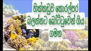 Hikkaduwa | Natural coral reef | tour by boat | Sri lanka | Beach | Sea | Nature | Sea Nature