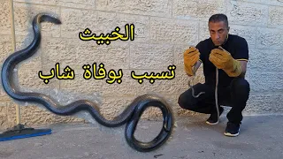 بهذه الطريقة لدغ الاسود الخبيث الرجل قبل اسبوع  وتوفي اليكم التفاصيل بالدقة - جمال العمواسي