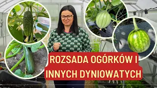 ROZSADA OGÓRKÓW I INNYCH DYNIOWATYCH