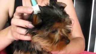 Как поставить уши щенку йорка