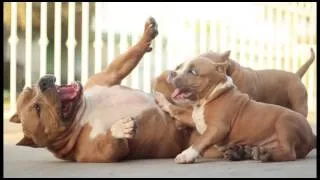 American Bully at play.