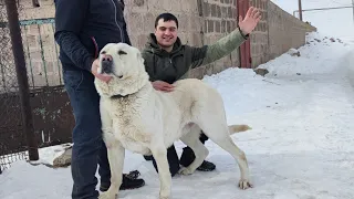 Кавказские овчарки из Армении гампр