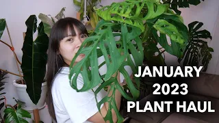 🌟PLANT HAUL of Common and Uncommon Plants! 🌟 │January 2023 Plant Haul 🌸