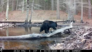 Camera Trapping Massachusetts