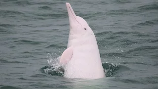 Pink Dolphins Are Real—and Disappearing From Hong Kong | National Geographic