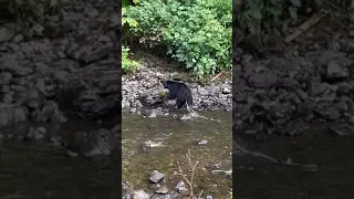 Black bear in the process of passing multiple parasites