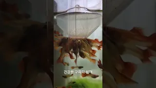 건강한 구피의 상태란?