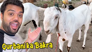 Mandi Se Qurbani Ka Bakra Le Liya 🐐😍 | Mehenga Liya Ya Sasta ? 😱