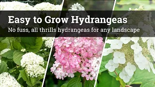 Easy to Grow Hydrangeas / No Fuss, All Thrills Hydrangeas For Any Landscape 🌸