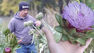 How to Grow Artichokes | Seed to Harvest