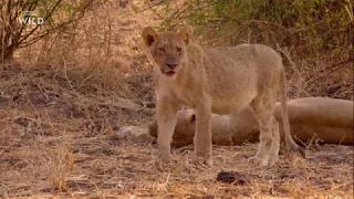 Nat Geo Wild: Африканские охотники 2 сезон 2 серия - Братья по оружию