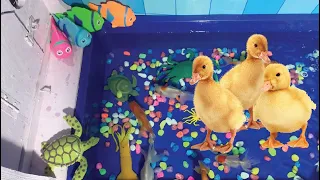 Bebek Lucu bermain di kolam ikan