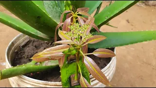 Technique Grafting Mango Tree Grow In Aloe Vera Leave