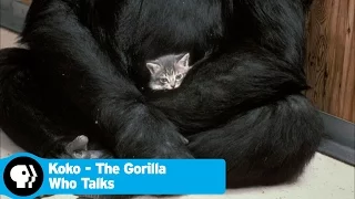 KOKO - THE GORILLA WHO TALKS | Koko's Kitten | PBS