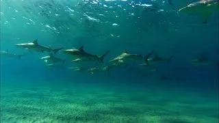 Thousands of Blacktip Sharks Lure Great White to Shore | Shark Week: Shark Trek