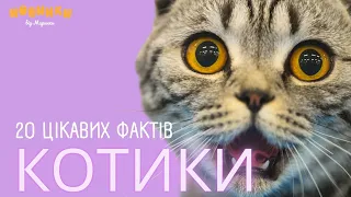 Котики. 20 цікавих фактів