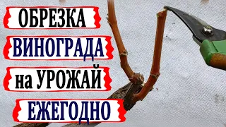 🍇 После этой ОБРЕЗКИ ВИНОГРАДА всегда с УРОЖАЕМ/Так обрезают во всем МИРЕ/Обрезка на плодовое звено.