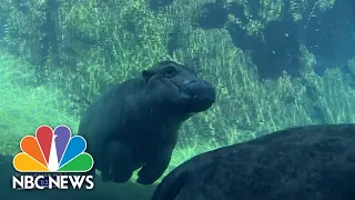 'Miracle' Hippo Fiona Turns 5! | Nightly News: Kids Edition