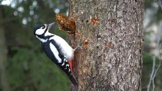 Great spotted woodpecker and cones.